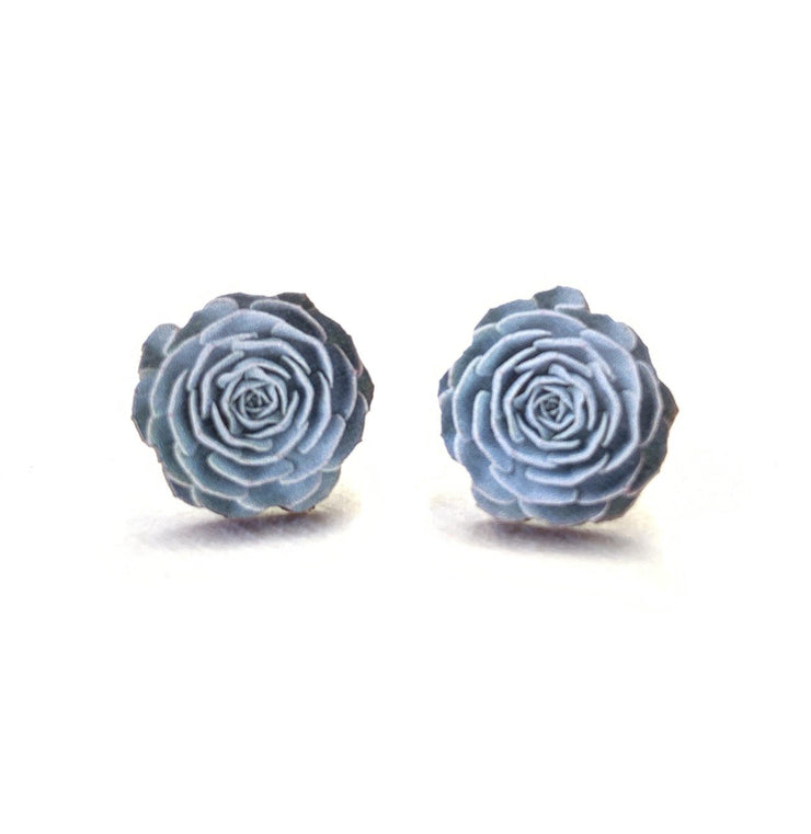 Echeveria Studs 