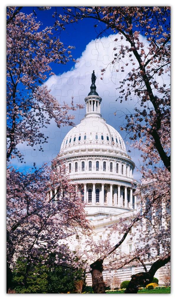 U.S. Capitol in Cherry Blossoms Jigsaw Puzzle 