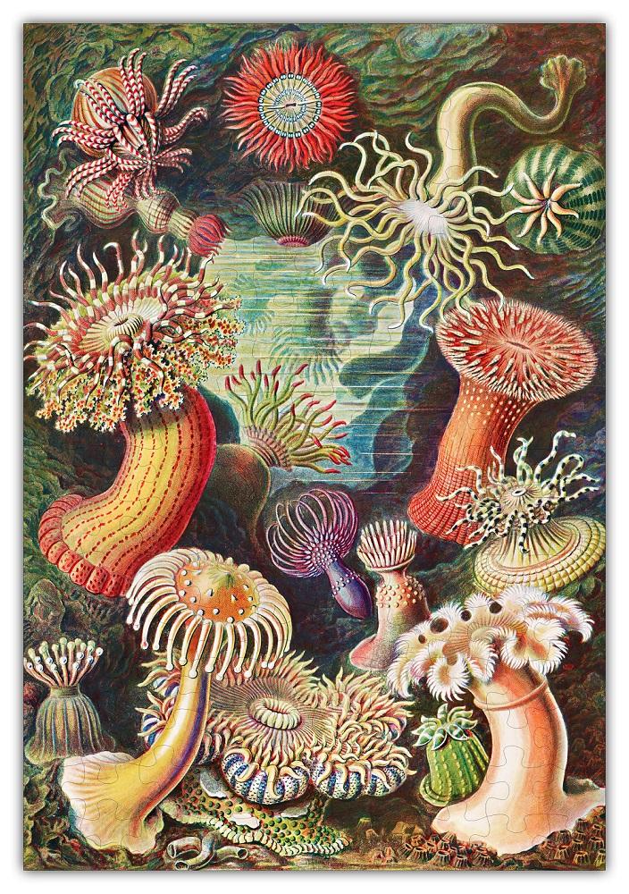 Haeckels Ocean Plants Jigsaw Puzzle 