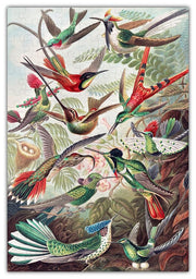 Haeckels Hummingbirds Jigsaw Puzzle #6730