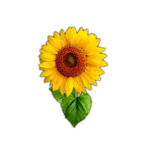 Vibrant Sunflower Magnet 